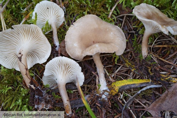 Infundibulicybe trulliformis