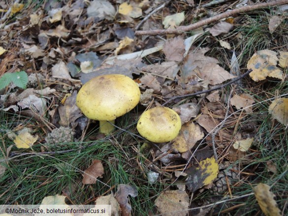 Tricholoma equestre