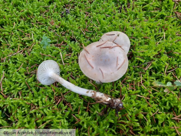 Hygrophorus agathosmus