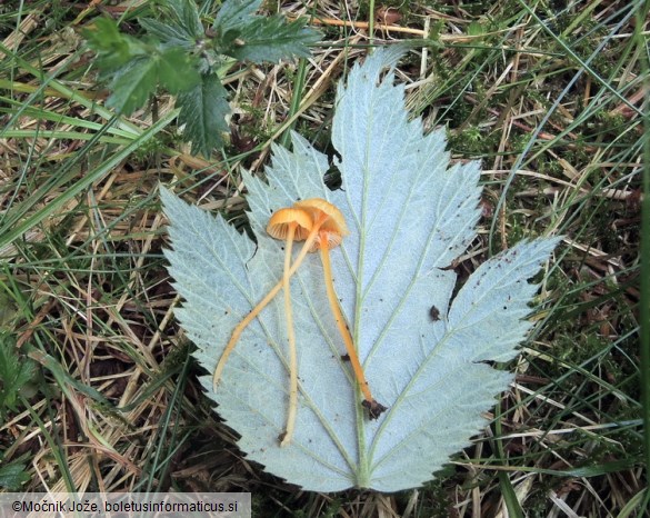 Rickenella fibula