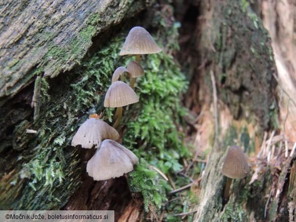 Mycena stipata