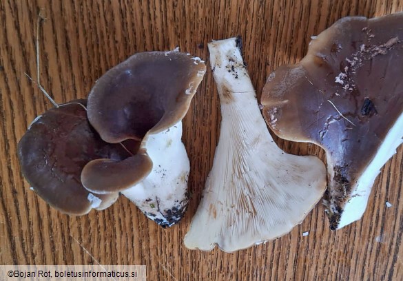 Hohenbuehelia petaloides