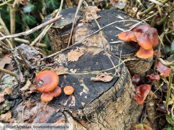 Flammulina velutipes