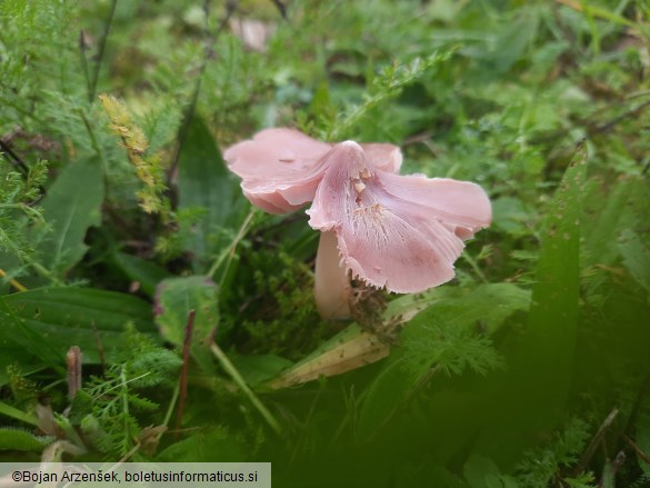 Porpolomopsis calyptriformis