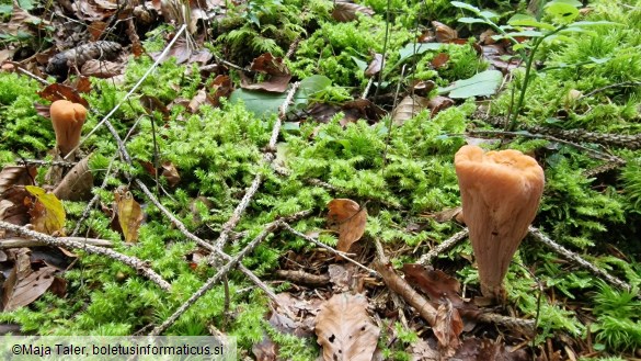 Clavariadelphus truncatus