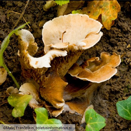 Crepidotus autochthonus