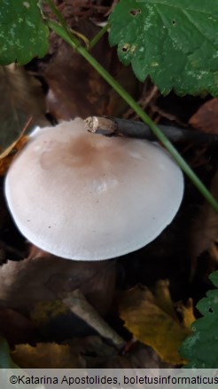 Lepista glaucocana