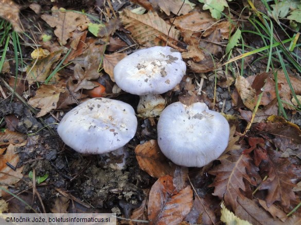 Cortinarius eucaerulescens