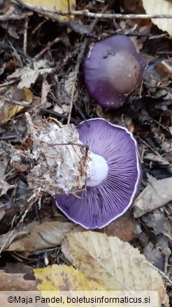 Lepista nuda