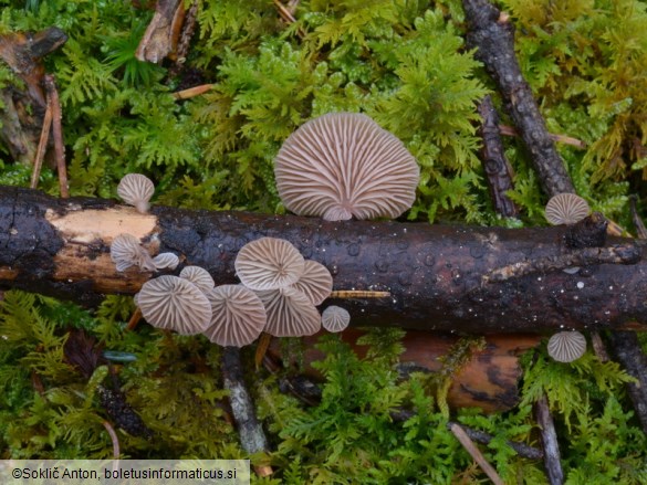 Panellus violaceofulvus