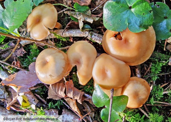 Clitocybe inflatipes