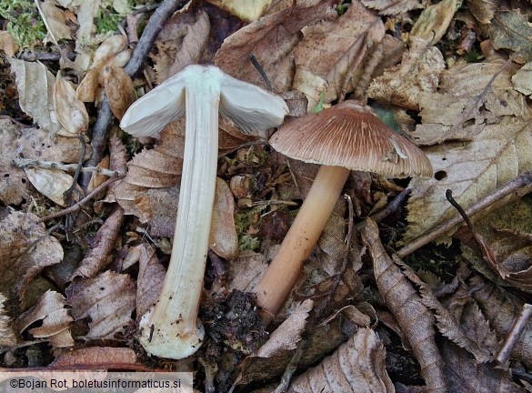 Inocybe asterospora