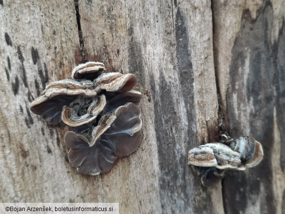 Auricularia mesenterica