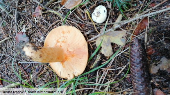 Lactarius salmonicolor