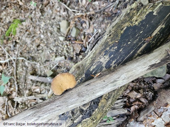 Polyporus leptocephalus