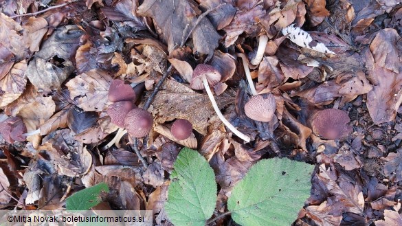 Psathyrella bipellis