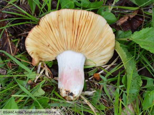 Russula maculata