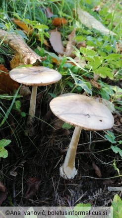 Volvariella gloiocephala