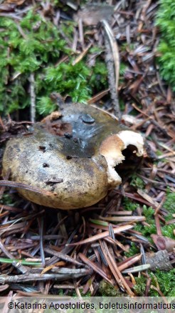 Lactarius turpis