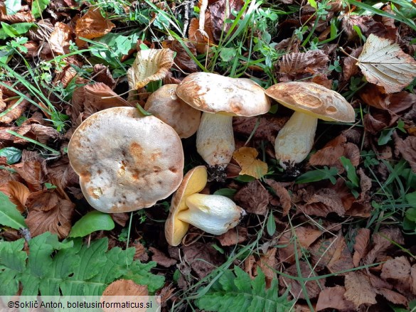 Hemileccinum impolitum
