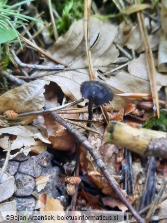 Auriscalpium vulgare