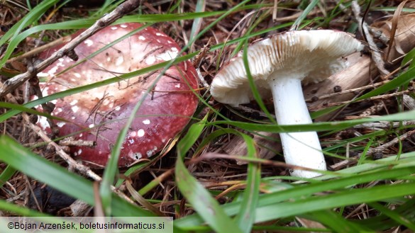 Russula integra