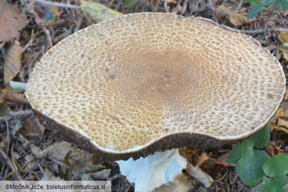 Agaricus augustus