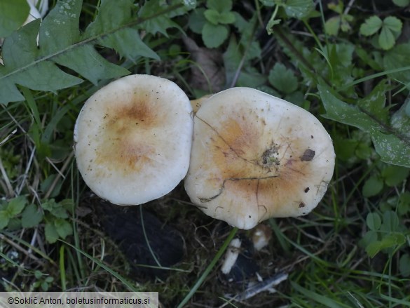 Pholiota lubrica