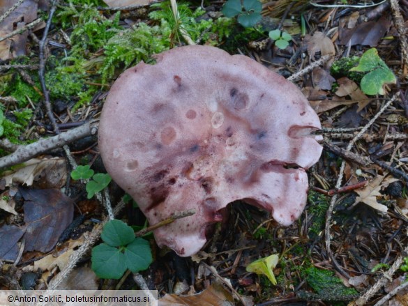 Hygrophorus capreolarius