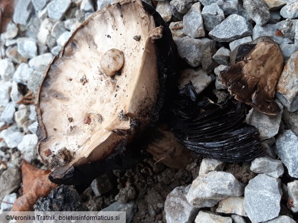 Agaricus bitorquis