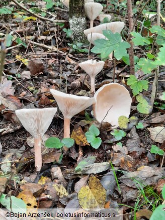 Infundibulicybe geotropa