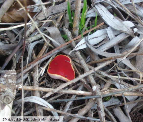 Sarcoscypha coccinea