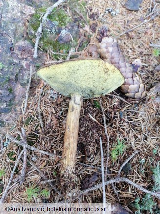Boletus badius