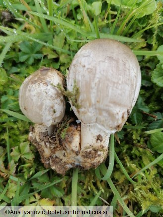 Coprinopsis atramentaria