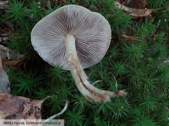 Agrocybe praecox