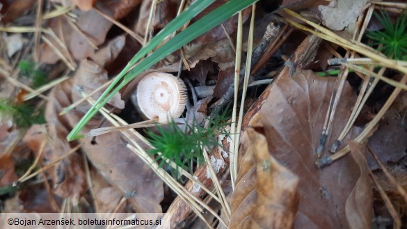 Lactarius chrysorrheus