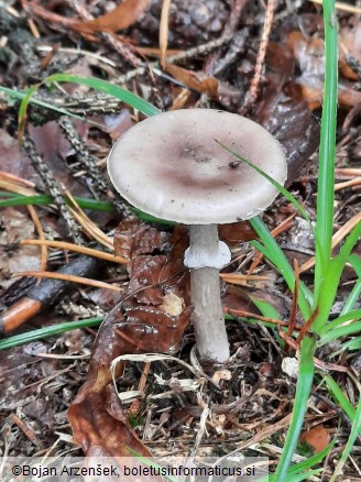 Amanita porphyria