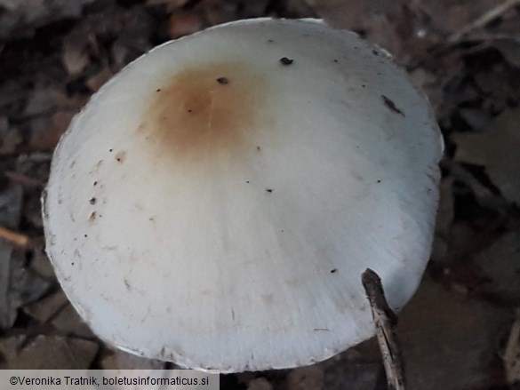 Psathyrella candolleana