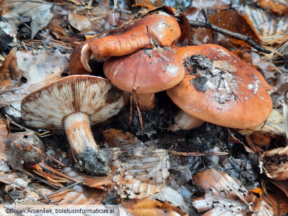 Tricholoma batschii