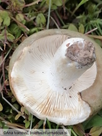 Russula aeruginea