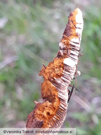 Gloeophyllum sepiarium