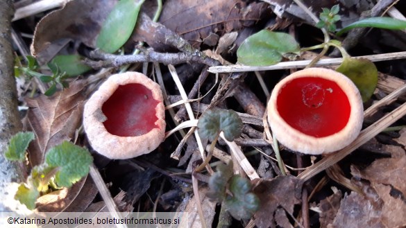 Sarcoscypha coccinea