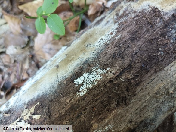 Henningsomyces candidus