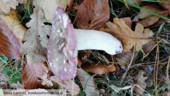 Russula romellii