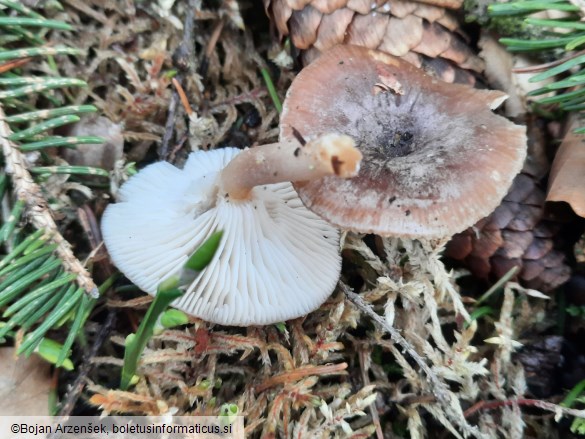 Rhizocybe pruinosa