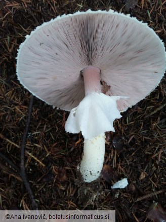 Agaricus augustus