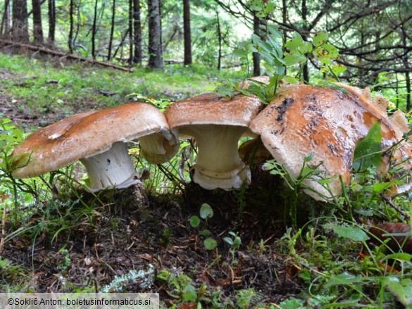 Catathelasma imperiale