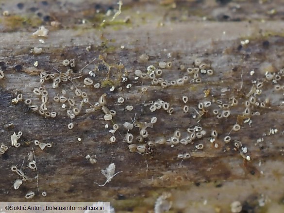 Olla millepunctata