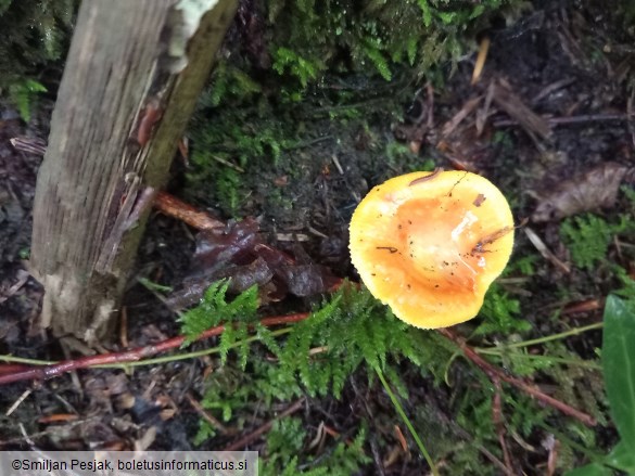 Russula aurea