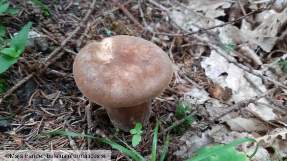 Tapinella atrotomentosa